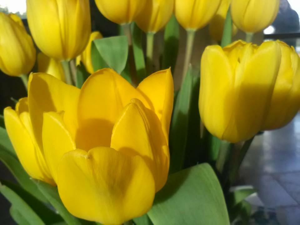 B&B Il Tulipano Tarente Buitenkant foto